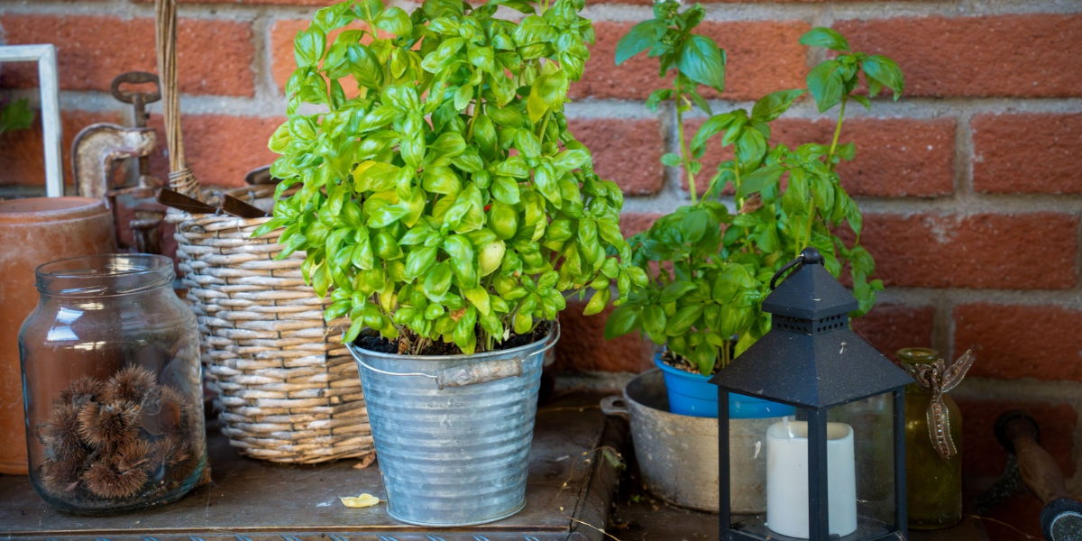 Patio growing